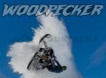 woodpecker.jpg